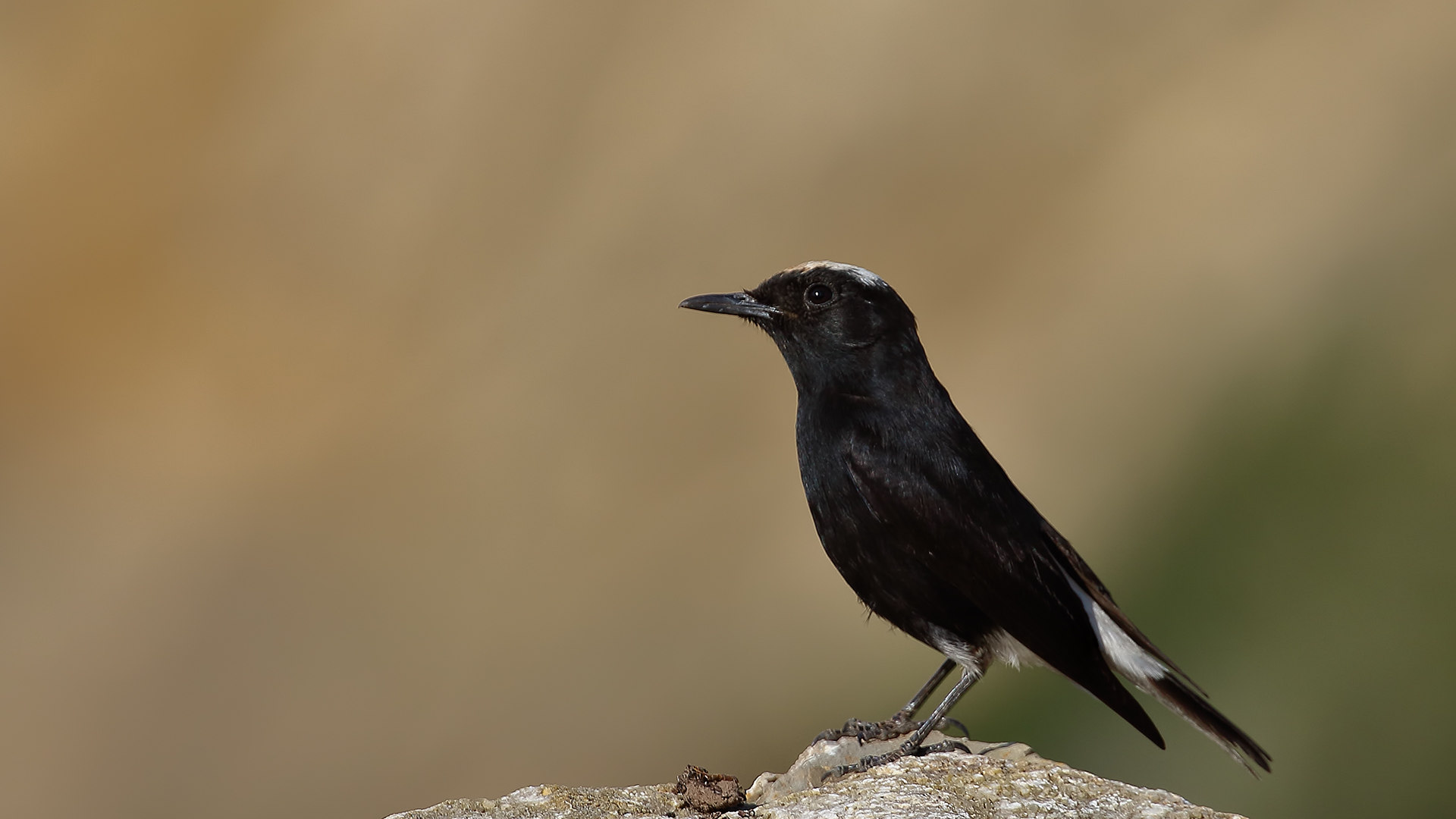 White-crowned Wheatear